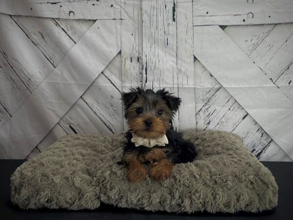 Yorkshire Terrier DOG Male Black / Tan 25179 Petland Las Vegas, Nevada