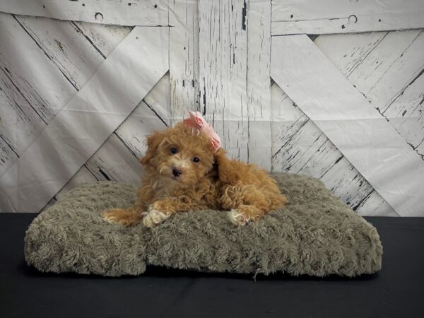 F1b Cockapoo Dog Female Apricot 25198 Petland Las Vegas, Nevada