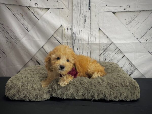 F1b Cockapoo-Dog-Male-Apricot-25197-Petland Las Vegas, Nevada