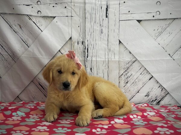 Golden Retriever DOG Female Golden 25194 Petland Las Vegas, Nevada