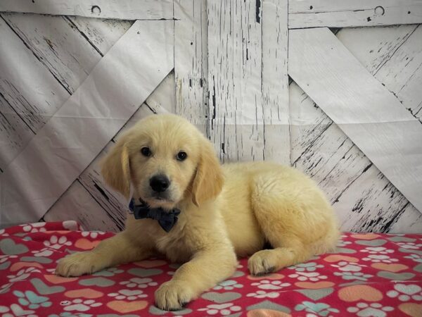 Golden Retriever DOG Male Golden 25191 Petland Las Vegas, Nevada