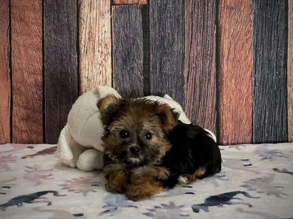 F1B Morkie-DOG-Female-Black / Tan-25226-Petland Las Vegas, Nevada