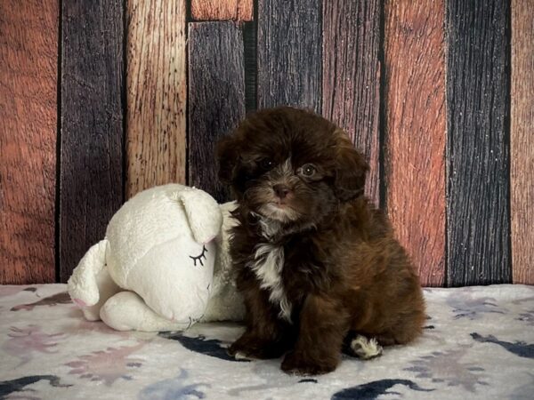 Poodle/Shih Tzu DOG Female Chocolate 25225 Petland Las Vegas, Nevada