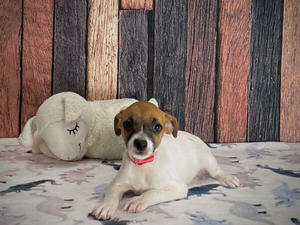 Jack Russell Terrier DOG Female White / Red 25224 Petland Las Vegas, Nevada