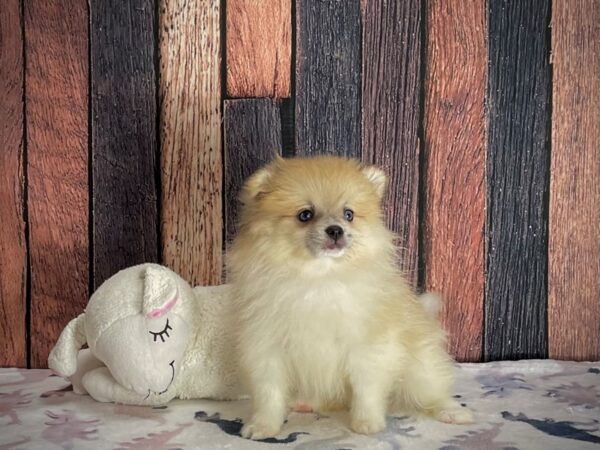 Pomeranian DOG Female Red Merle 25222 Petland Las Vegas, Nevada