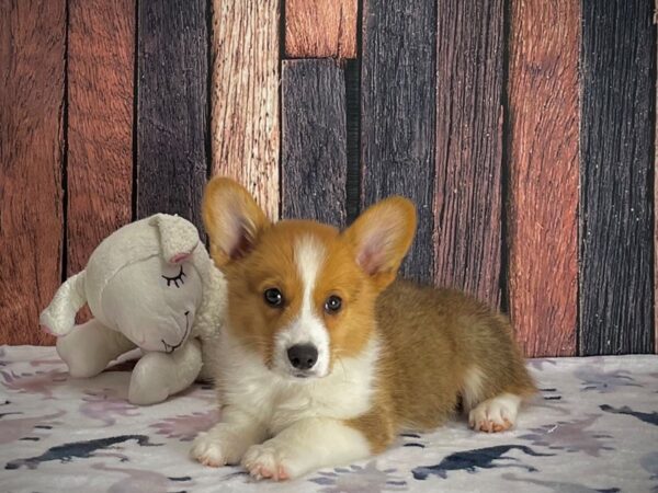 Pembroke Welsh Corgi DOG Male Sable / White 25221 Petland Las Vegas, Nevada