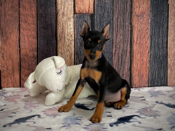 Miniature Pinscher DOG Male Black / Tan 25220 Petland Las Vegas, Nevada