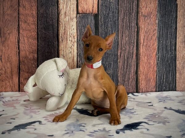 Miniature Pinscher DOG Female Red 25219 Petland Las Vegas, Nevada