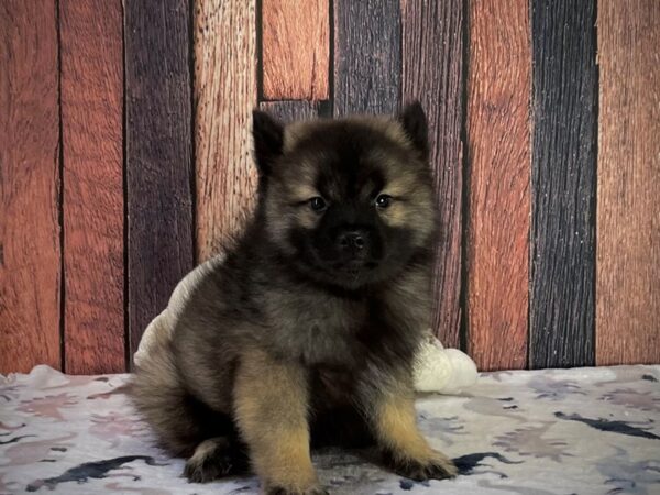 Keeshond DOG Male Silver / Black 25218 Petland Las Vegas, Nevada