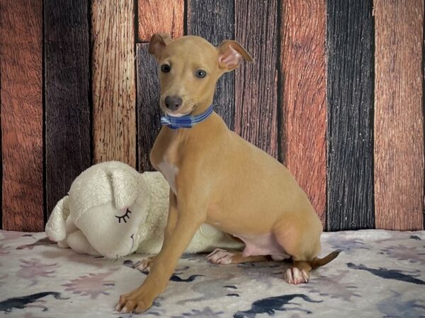 Italian Greyhound DOG Male Blue Fawn 25217 Petland Las Vegas, Nevada