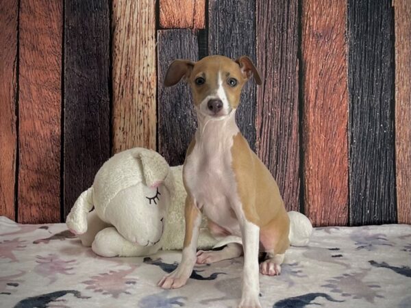 Italian Greyhound DOG Female Blue Fawn 25216 Petland Las Vegas, Nevada