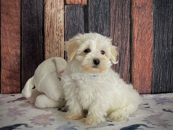 Havanese Dog Male White 25215 Petland Las Vegas, Nevada