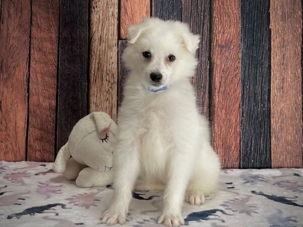 American Eskimo Dog DOG Male White 25210 Petland Las Vegas, Nevada