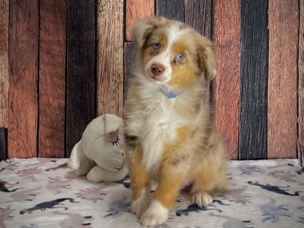 Miniature Australian Shepherd Dog Male Red Merle 25211 Petland Las Vegas, Nevada