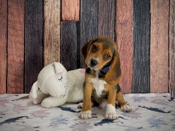 Beagle DOG Male Black Tan and White 25209 Petland Las Vegas, Nevada