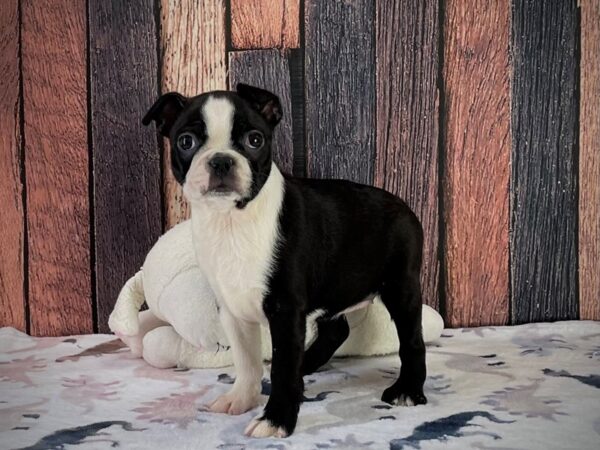 Boston Terrier Dog Female Black 25212 Petland Las Vegas, Nevada