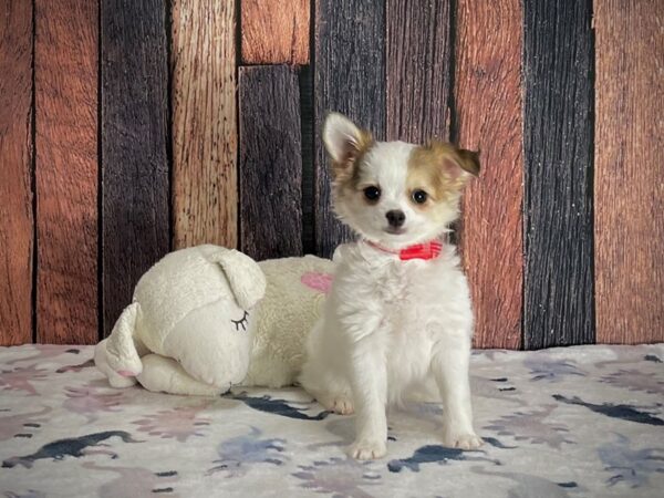 Chihuahua DOG Female Chocolate Sabled Fawn 25207 Petland Las Vegas, Nevada