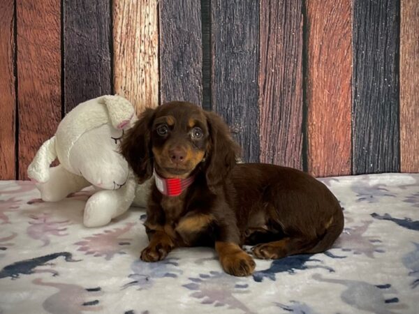 Dachshund DOG Female Chocolate / Tan 25213 Petland Las Vegas, Nevada