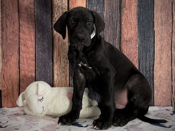 Great Dane DOG Male Black 25206 Petland Las Vegas, Nevada