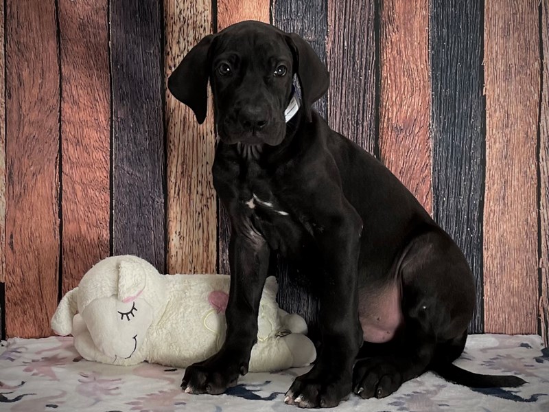 Great DaneDOGMaleBlack3741264Petland Las Vegas, Nevada