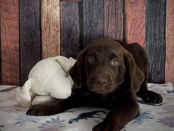 Labrador Retriever DOG Female Chocolate 25204 Petland Las Vegas, Nevada