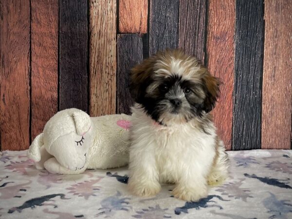 Lhasa Apso DOG Female Red Gold 25205 Petland Las Vegas, Nevada