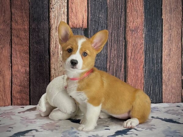 Pembroke Welsh Corgi-DOG-Female-Red-25199-Petland Las Vegas, Nevada