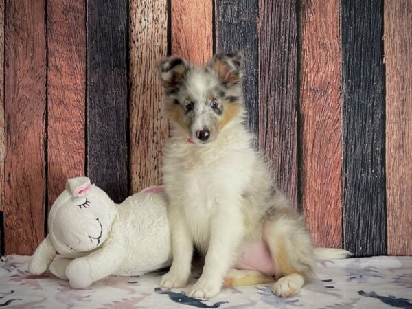 Shetland Sheepdog-DOG-Female-Blue Merle White and Tan-25200-Petland Las Vegas, Nevada