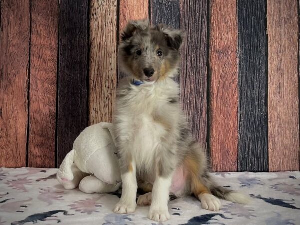 Shetland Sheepdog Dog Male Blue Merle White and Tan 25201 Petland Las Vegas, Nevada