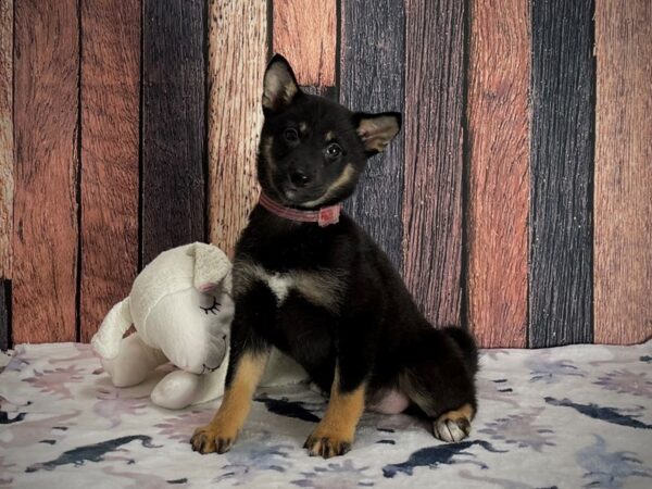 Shiba Inu DOG Female Black and Tan 25202 Petland Las Vegas, Nevada