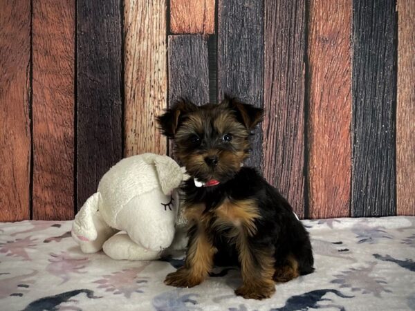 Yorkshire Terrier Dog Female Black and Tan 25203 Petland Las Vegas, Nevada