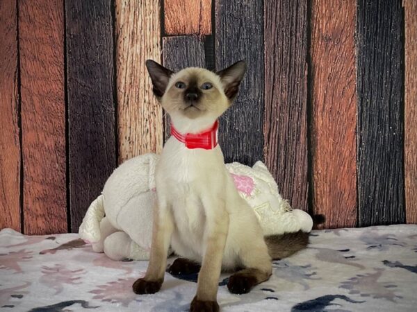 Siamese-CAT-Male-Seal Point-25223-Petland Las Vegas, Nevada