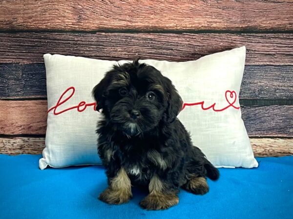 2nd Generation Morkie-DOG-Female-Black and Tan-25232-Petland Las Vegas, Nevada