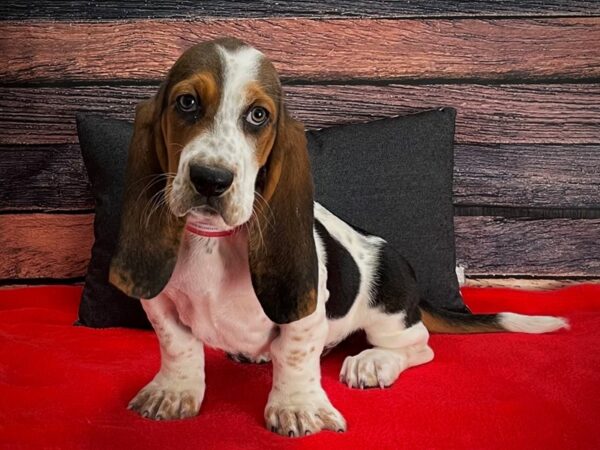 Basset Hound DOG Female Black Tan / White 25242 Petland Las Vegas, Nevada