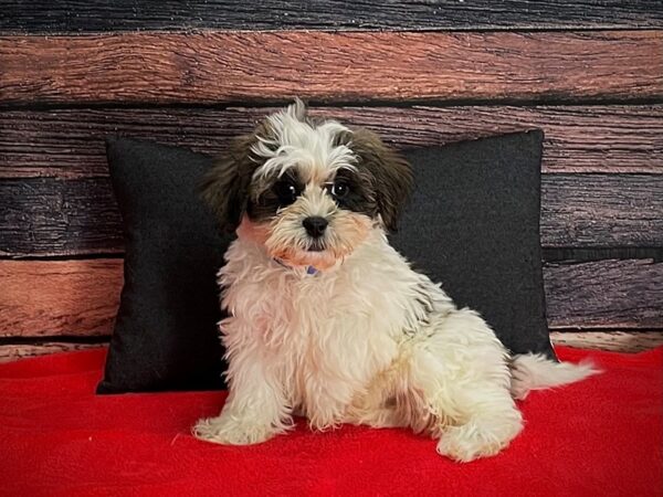 Bichon Frise/Shih Tzu-Dog-Male-Gold and White-25231-Petland Las Vegas, Nevada