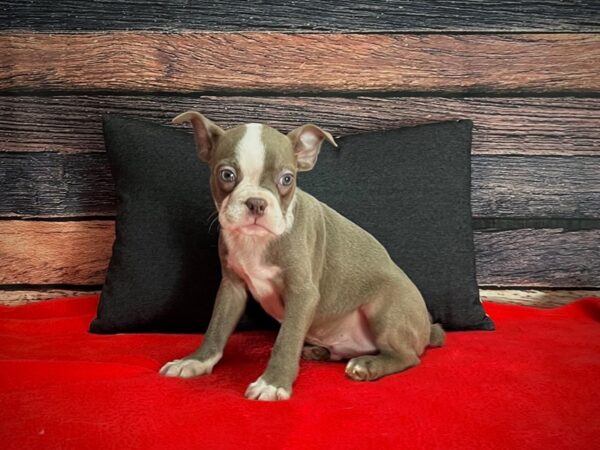 Boston Terrier DOG Male Champagne 25239 Petland Las Vegas, Nevada