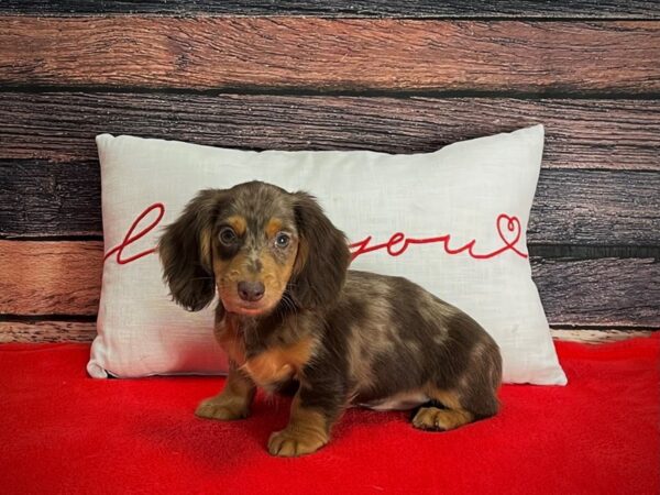 Dachshund DOG Male Chocolate / Tan 25254 Petland Las Vegas, Nevada