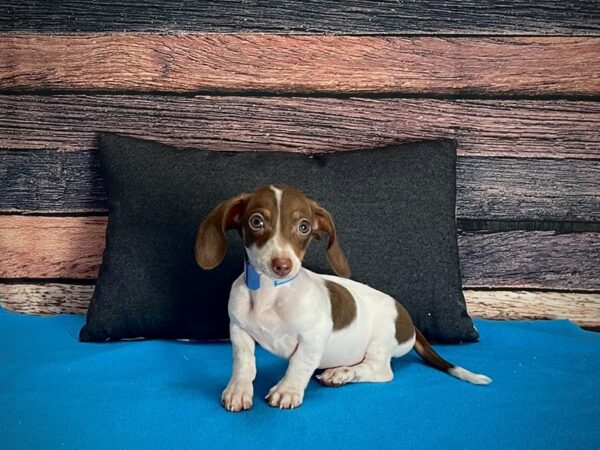 Dachshund DOG Male Chocolate 25243 Petland Las Vegas, Nevada