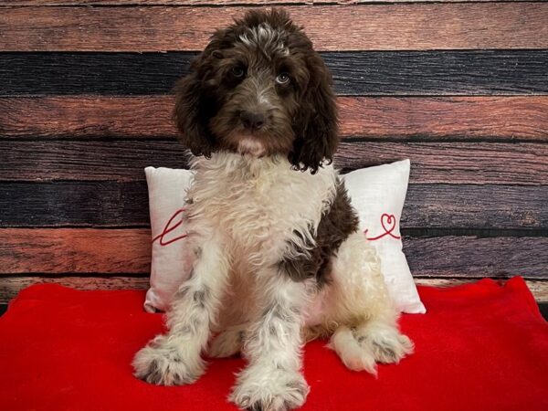 F1B Newfypoo-DOG-Female-White / Chocolate-25257-Petland Las Vegas, Nevada