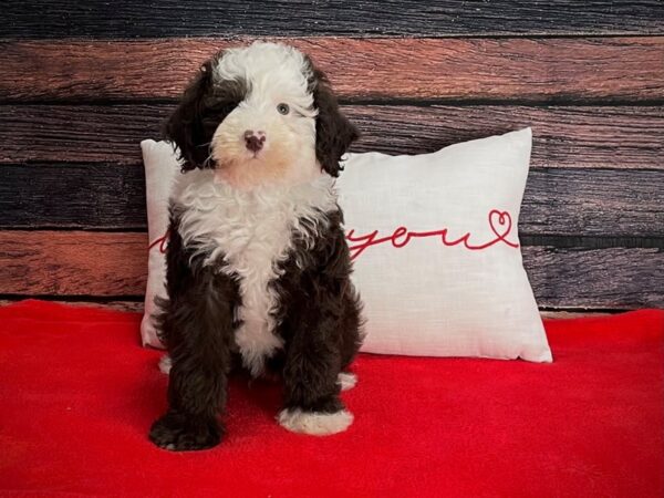 F2 Mini Sheepadoodle DOG Male Chocolate 25259 Petland Las Vegas, Nevada