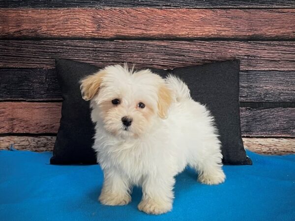 Havanese DOG Female White 25235 Petland Las Vegas, Nevada