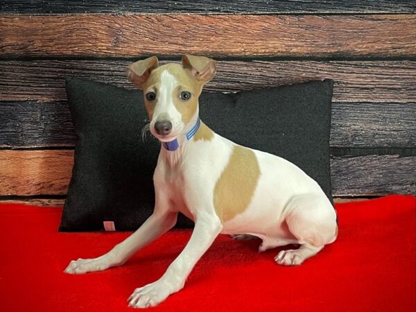 Italian Greyhound DOG Male White / Fawn 25255 Petland Las Vegas, Nevada