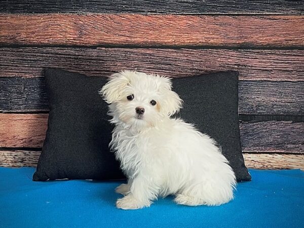 Maltese Dog Female White 25244 Petland Las Vegas, Nevada