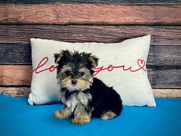 Maltese/Yorkshire Terrier-DOG-Female-Black / Tan-25251-Petland Las Vegas, Nevada