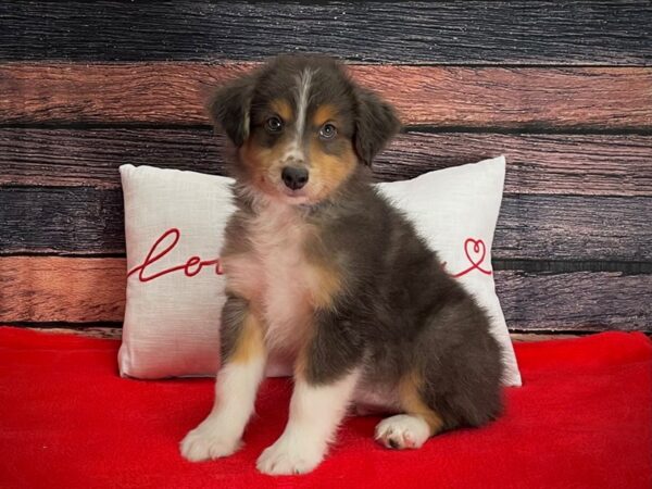 Miniature Australian Shepherd Dog Male Blue 25252 Petland Las Vegas, Nevada