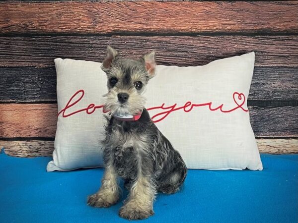 Miniature Schnauzer DOG Female Salt / Pepper 25249 Petland Las Vegas, Nevada