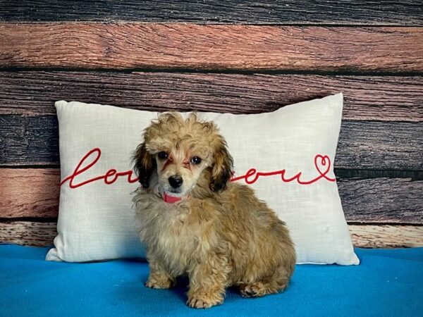 Poodle-DOG-Female-Sable-25245-Petland Las Vegas, Nevada