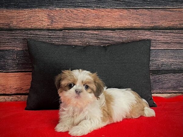 Shih Tzu DOG Female White / Lavender 25256 Petland Las Vegas, Nevada