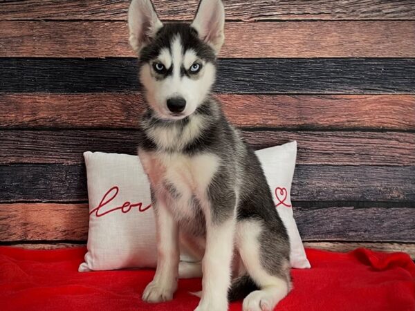 Siberian Husky Dog Male Black Grey and White 25236 Petland Las Vegas, Nevada