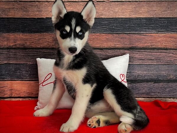 Siberian Husky DOG Female Black and White 25237 Petland Las Vegas, Nevada